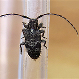 Exocentrus species